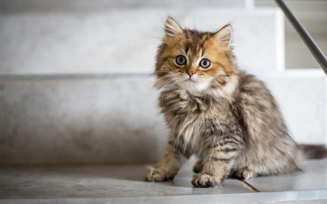 Kitten Grooming